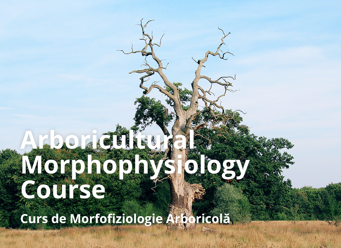 Arboricultural morphophysiology course / Curs de Morfofiziologie Arboricolă